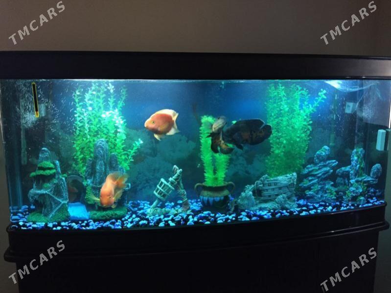 Akwarium - Aşgabat - img 4