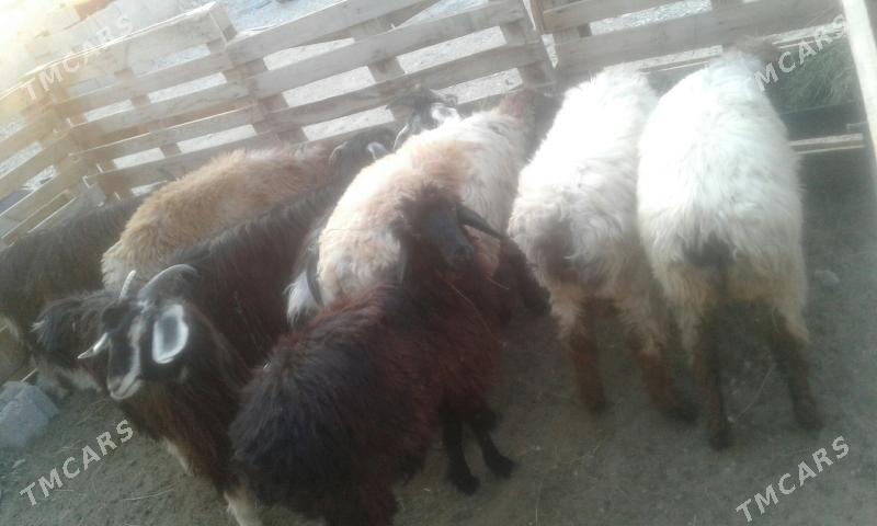 сатлык   токлы   чэвиш - Балканабат - img 6