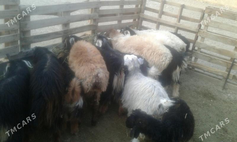 сатлык   токлы   чэвиш - Балканабат - img 7