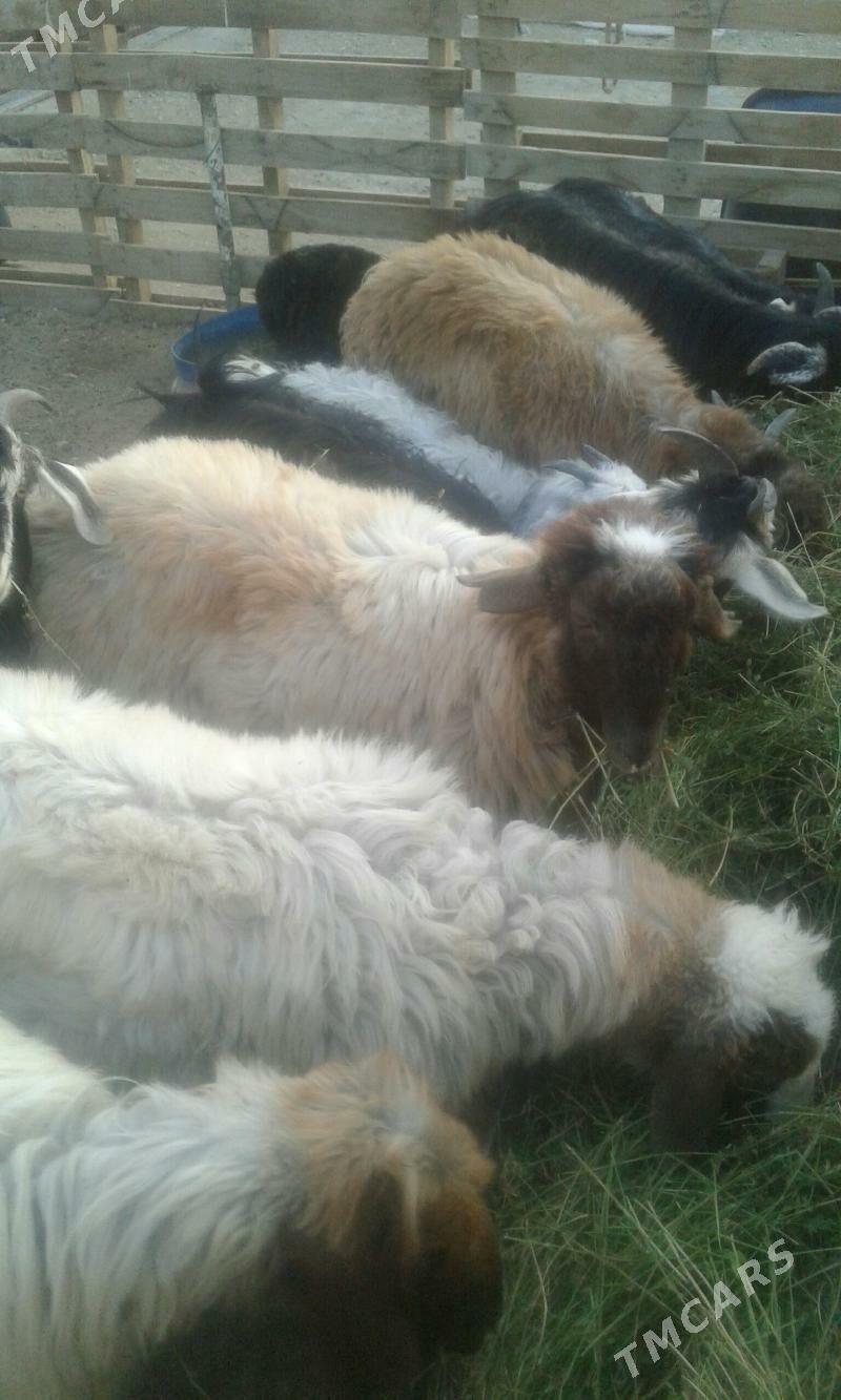 сатлык   токлы   чэвиш - Балканабат - img 5