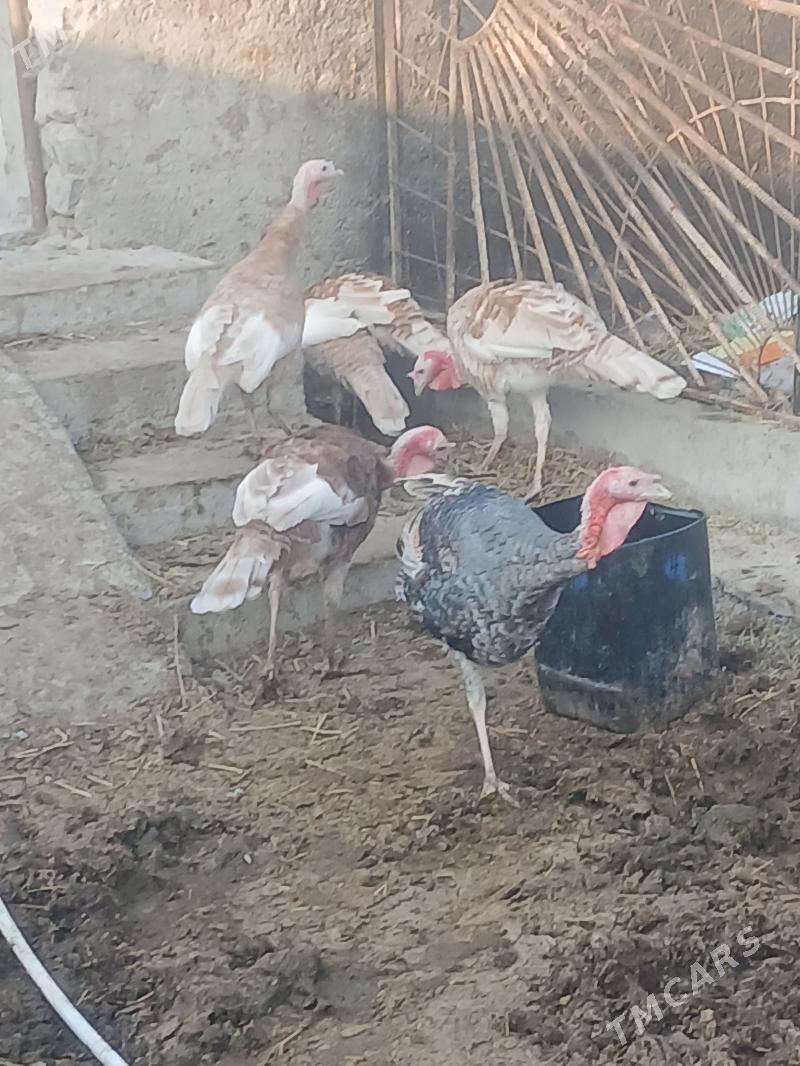 Induk - Бахарден - img 7