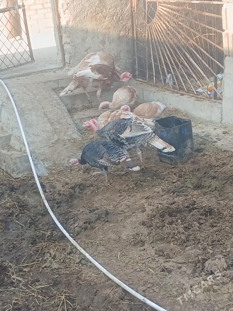 Induk - Бахарден - img 3