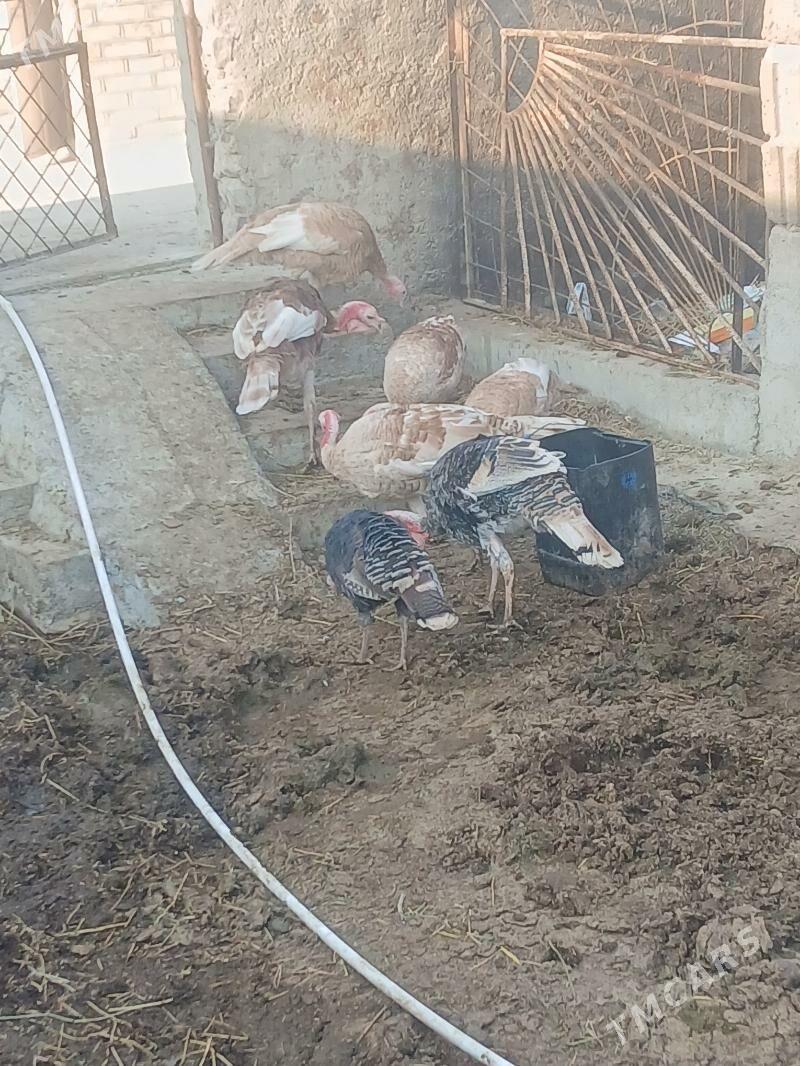 Induk - Бахарден - img 2