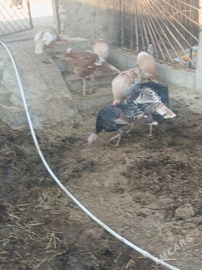 Induk - Бахарден - img 4