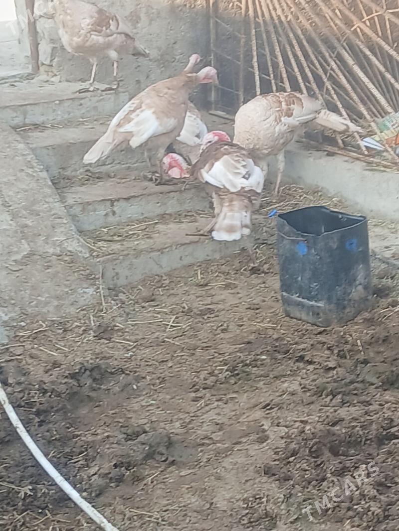 Induk - Бахарден - img 6