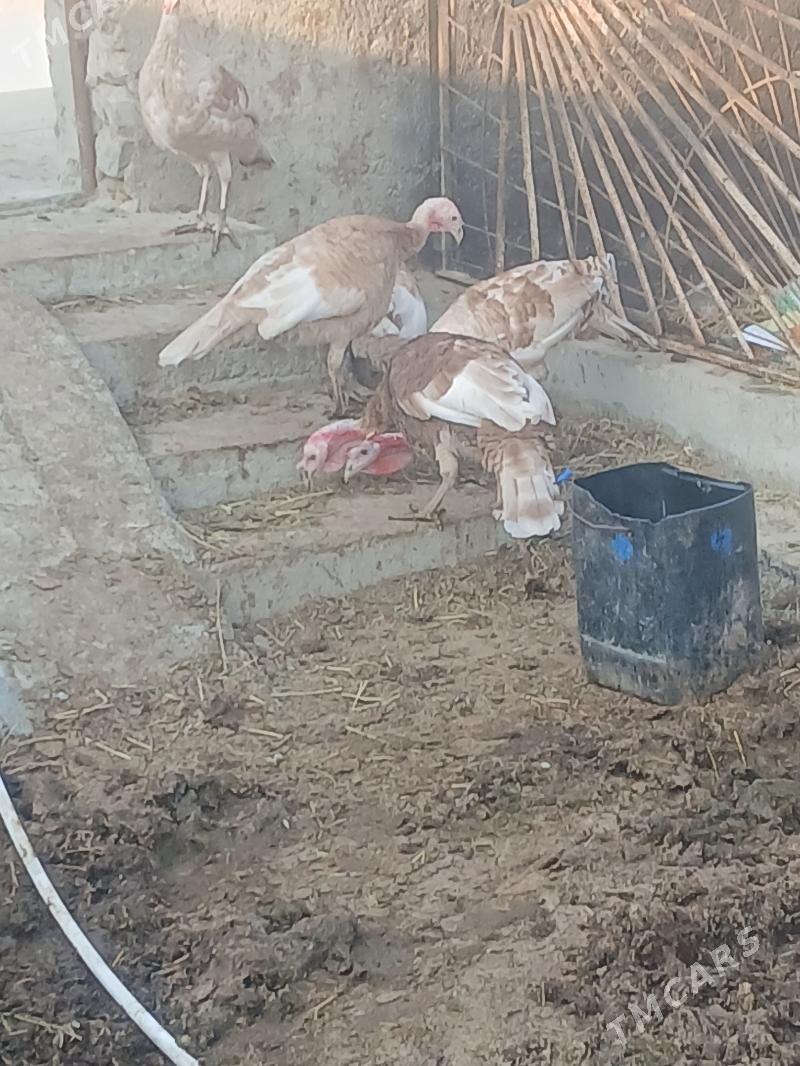 Induk - Бахарден - img 5