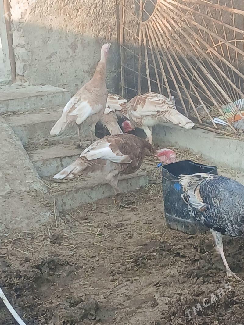 Induk - Бахарден - img 8