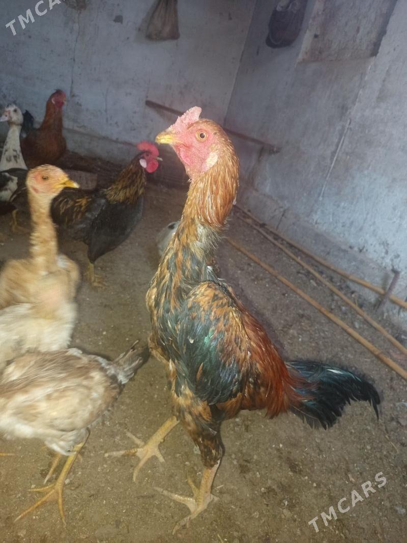 baysow - Oguz han - img 4