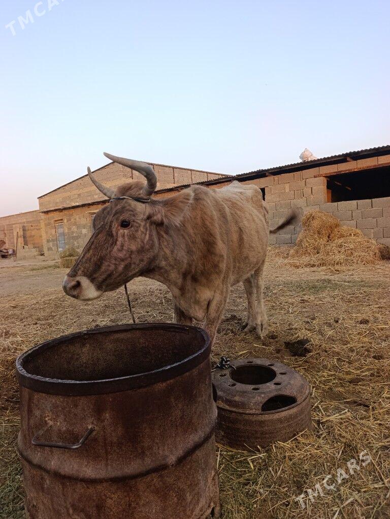 Sygyr - Bäherden - img 2