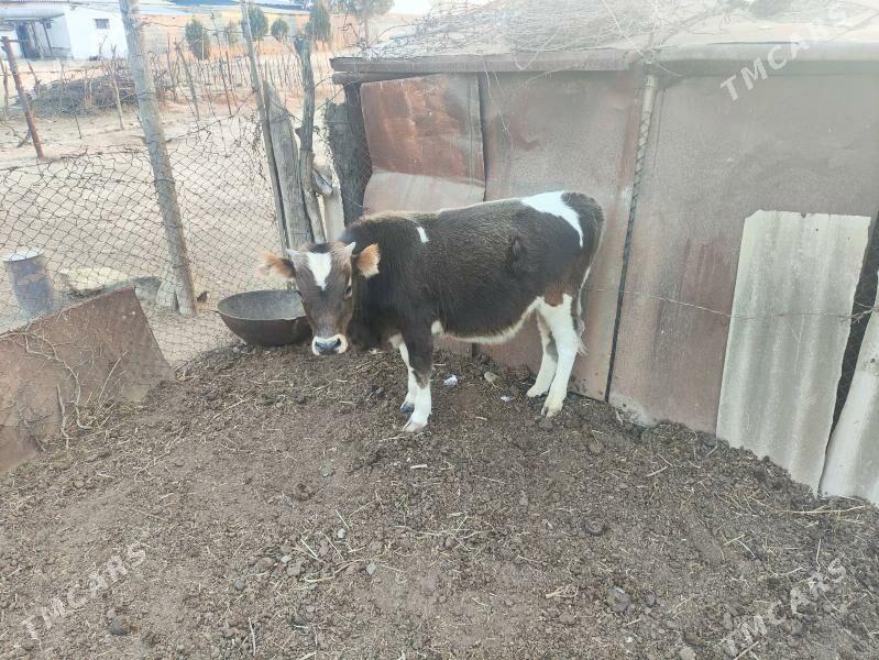 Öküzçe - Махтумкули - img 1