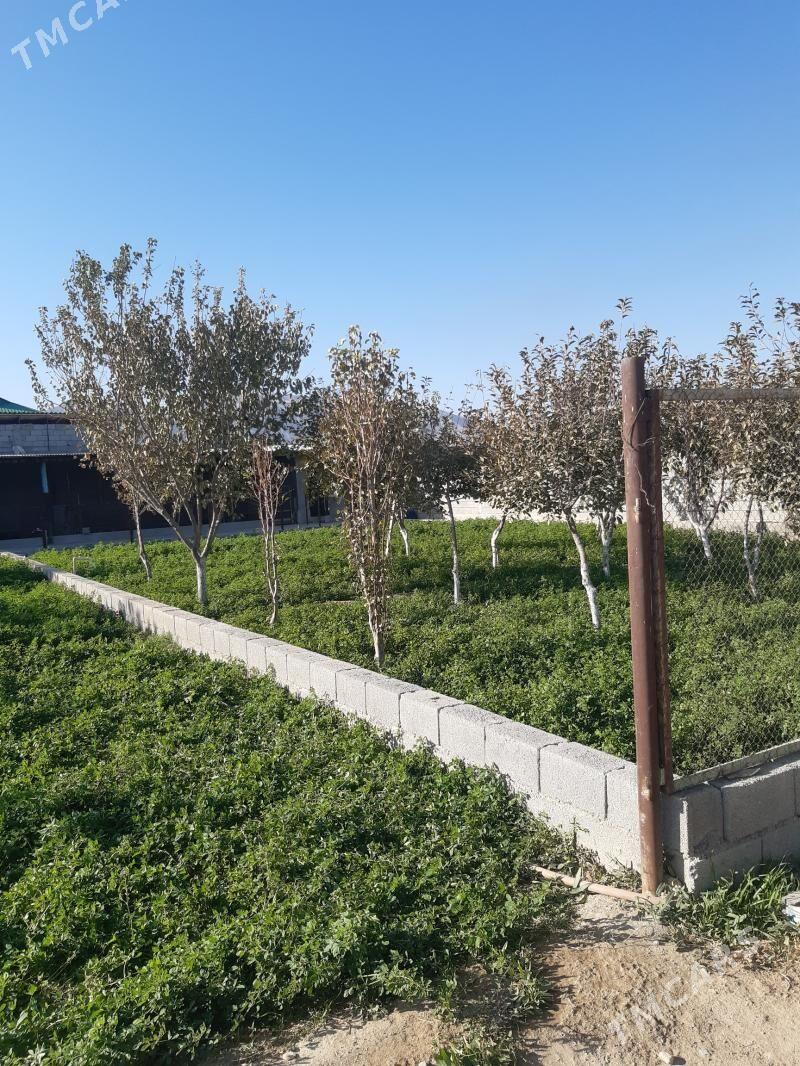 Bereketli zaman gäwers Änew - Ак-Бугдайский этрап - img 4