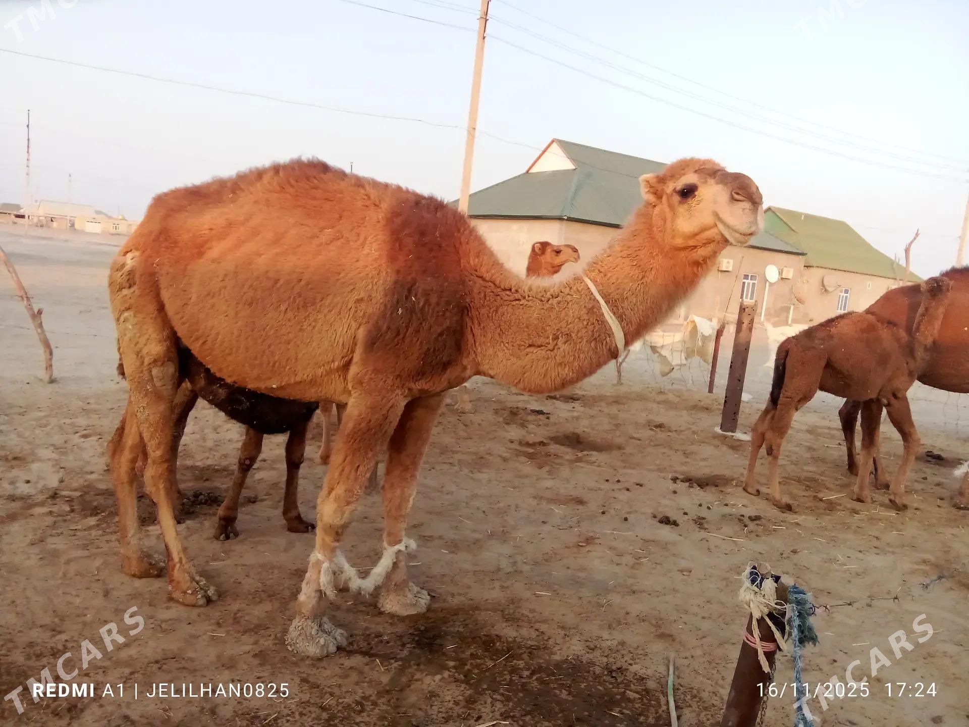 Kaderi duye - Берекет - img 2