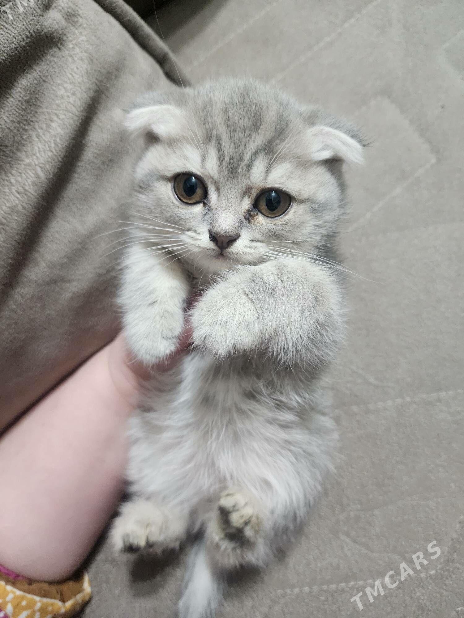 Шотландские котята - Aşgabat - img 6