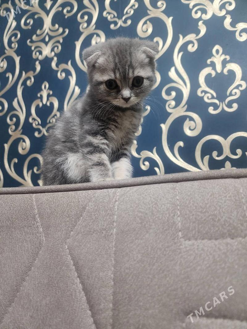 Шотландские котята - Aşgabat - img 1