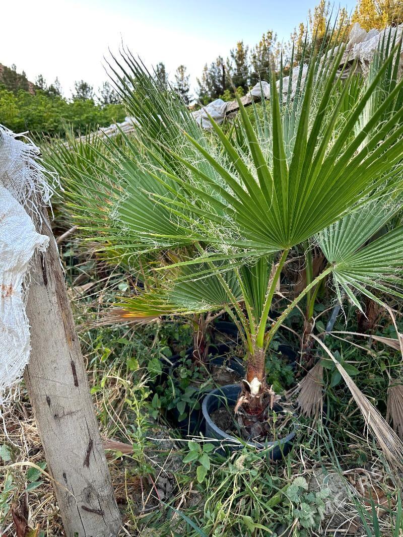 palma - Ашхабад - img 1