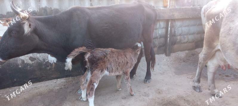 Göleli sygyr - Balkanabat - img 2