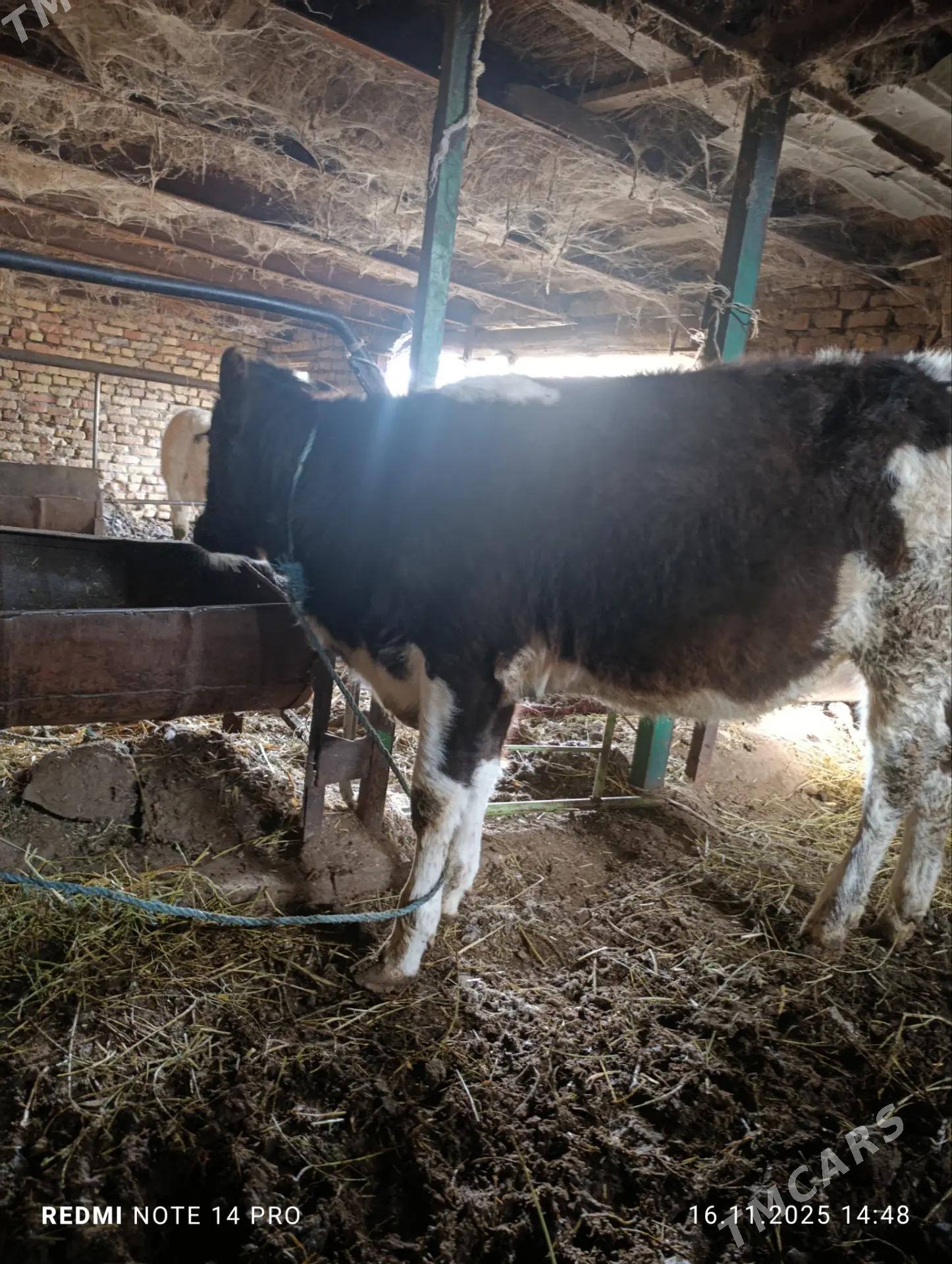 чорны пёстра унажын - Туркменабат - img 5