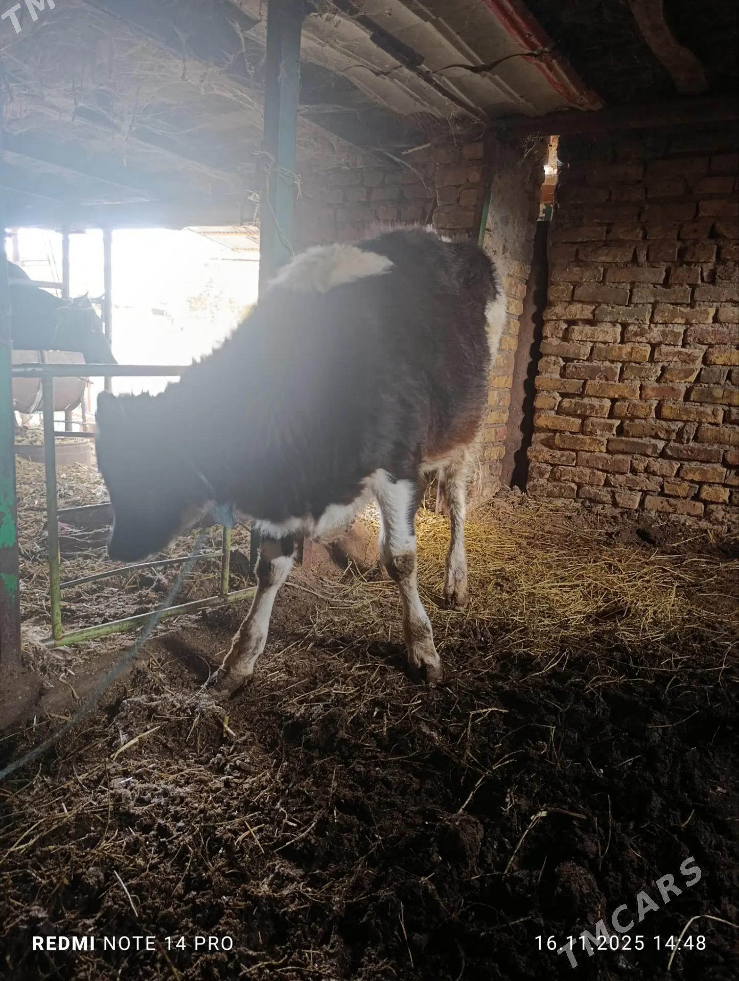 чорны пёстра унажын - Туркменабат - img 4