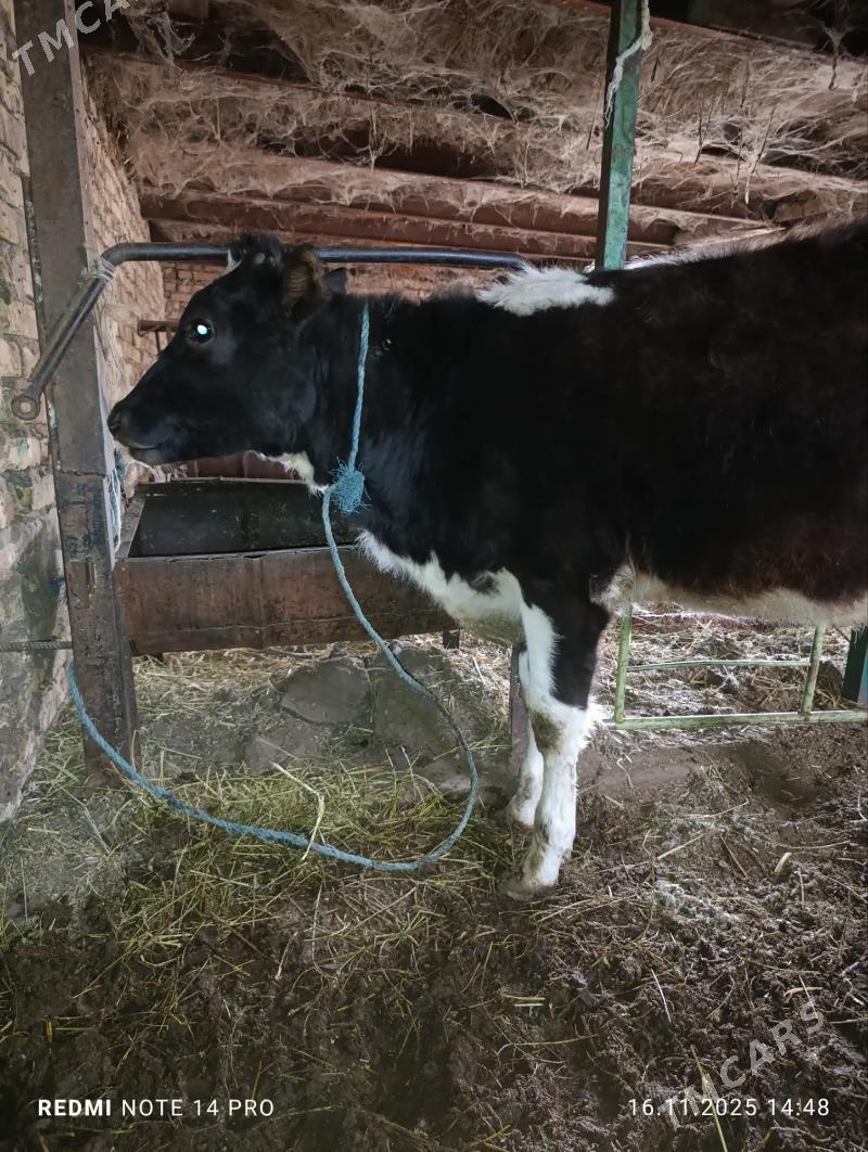 чорны пёстра унажын - Туркменабат - img 3