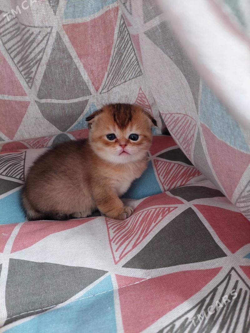 Котята Золотые Шиншиллы - Aşgabat - img 2