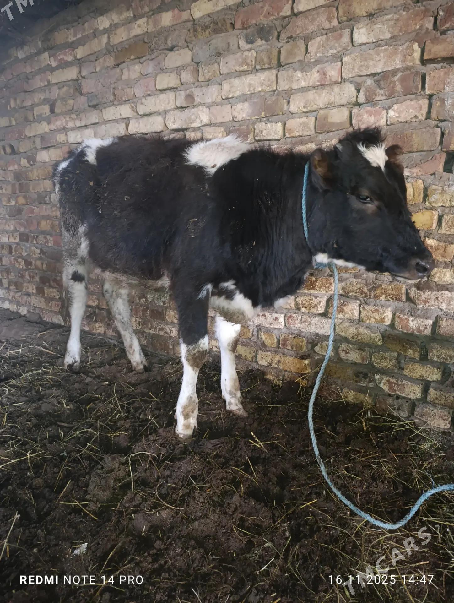 чорны пёстра унажын - Туркменабат - img 2