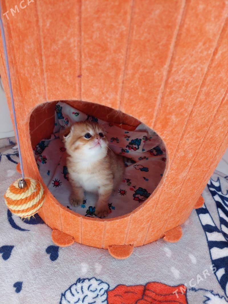 Котята Золотые Шиншиллы - Aşgabat - img 4