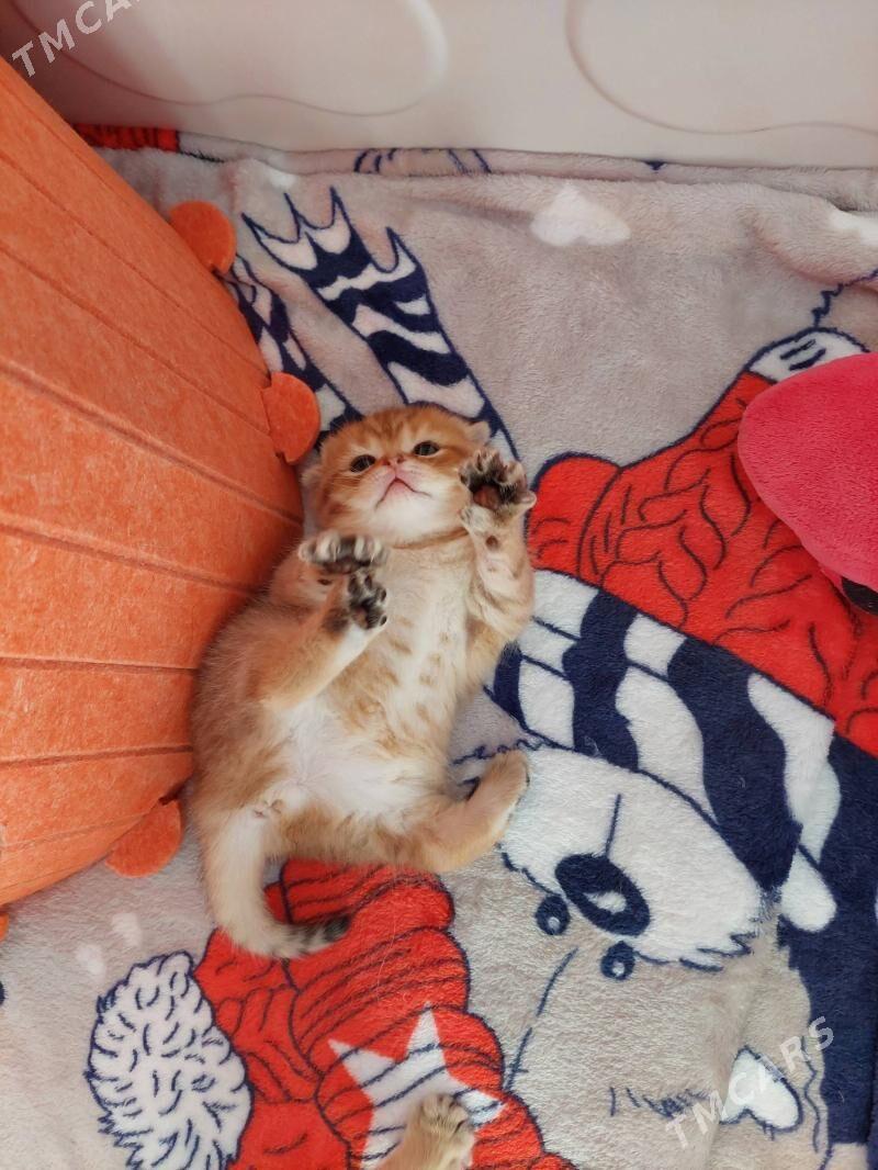 Котята Золотые Шиншиллы - Aşgabat - img 5