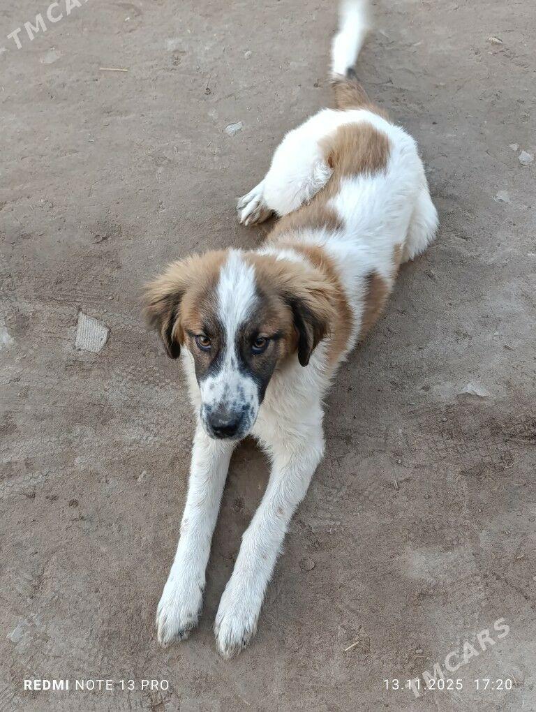 Gujuk - Şabat etr. - img 2