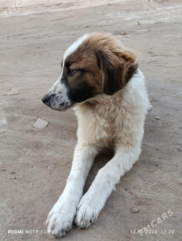 Gujuk - Şabat etr. - img 1