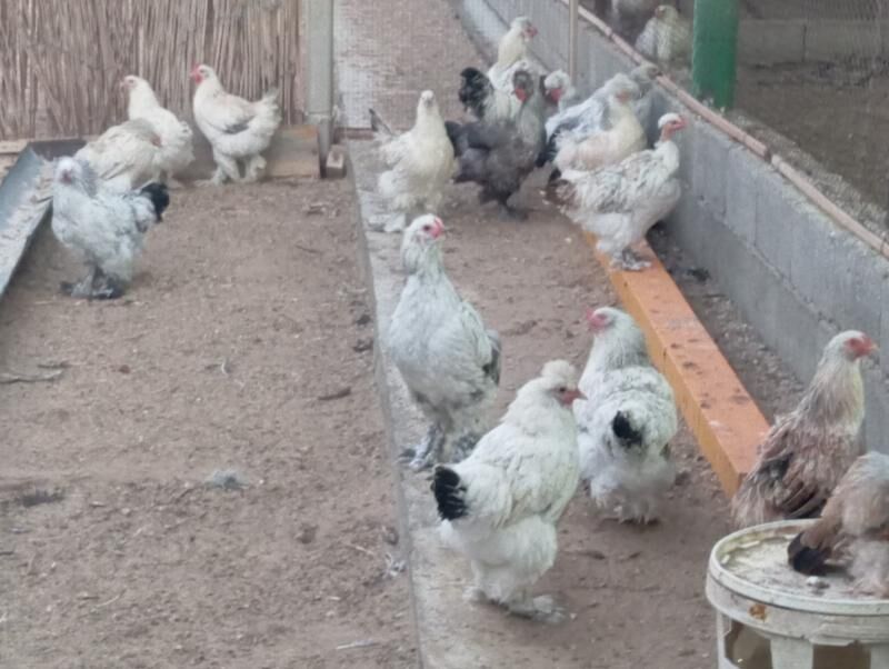 brama towuk - Анев - img 2