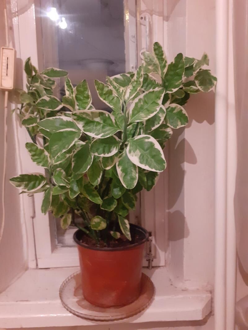 Педилантус или Денежное дерево - Türkmenabat - img 4