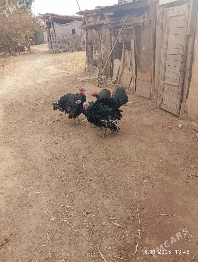 induk - Саят - img 2