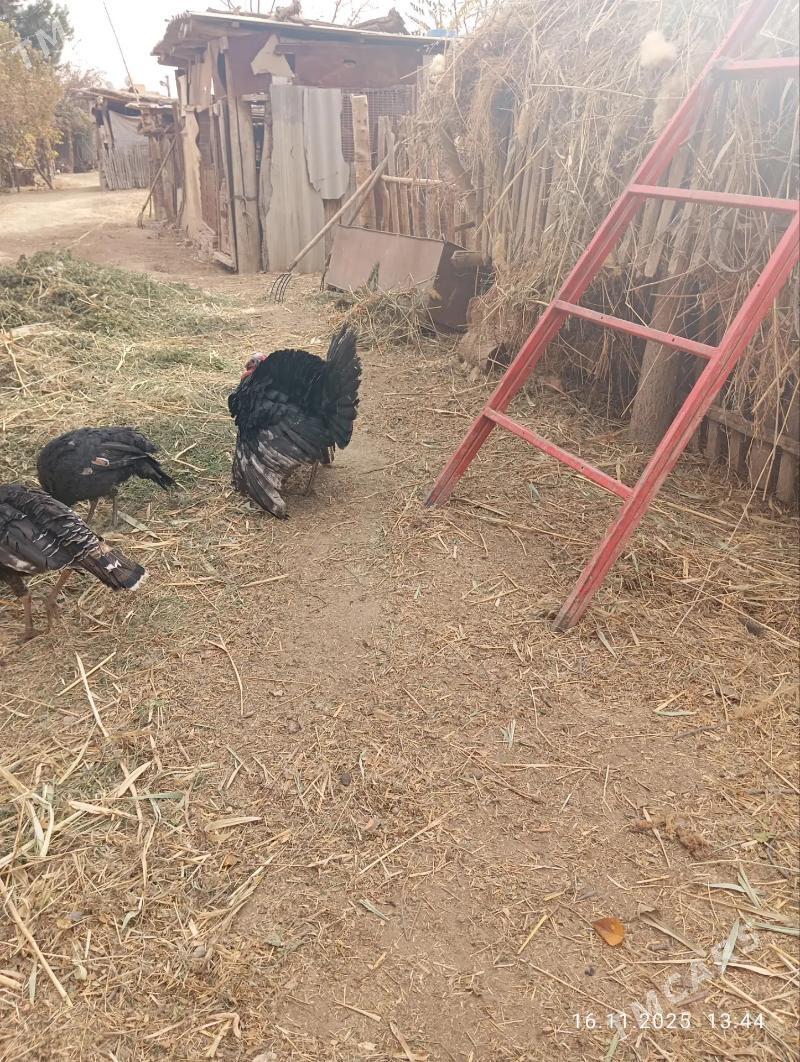 induk - Саят - img 3