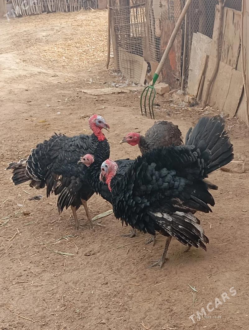 induk - Саят - img 1