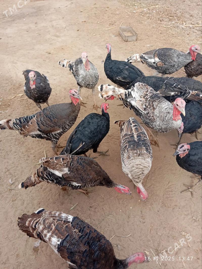 induk - Саят - img 4