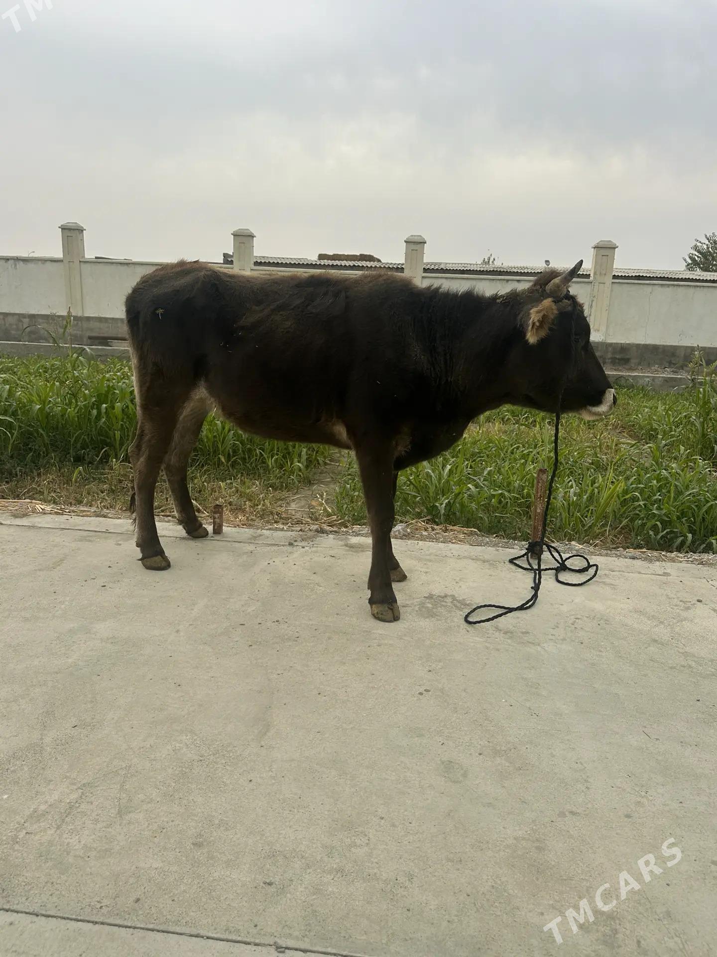 Tuwe - Bäherden - img 2