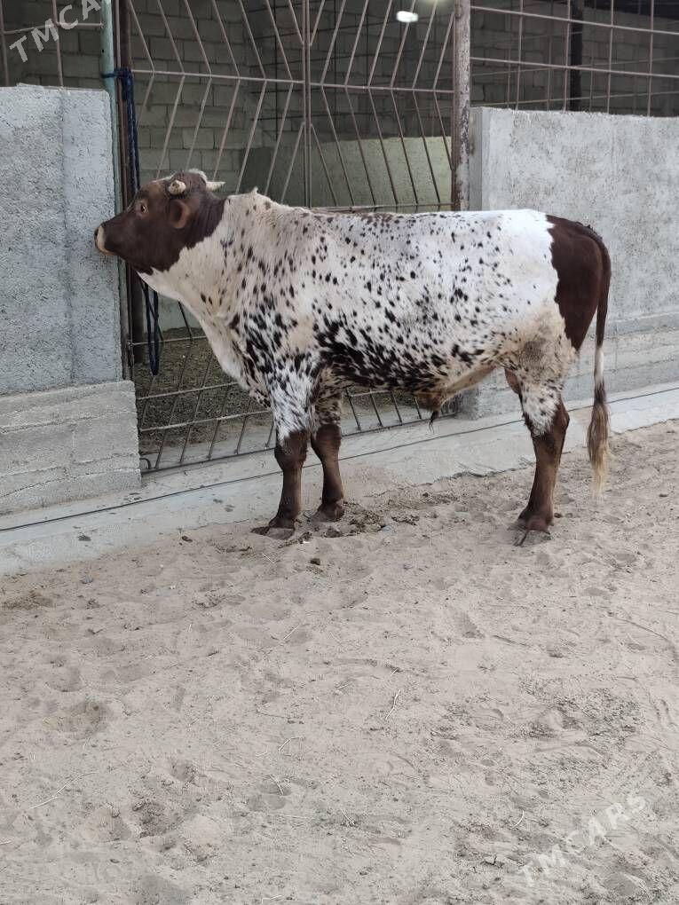 OKZ BAKYLAN - Änew - img 9