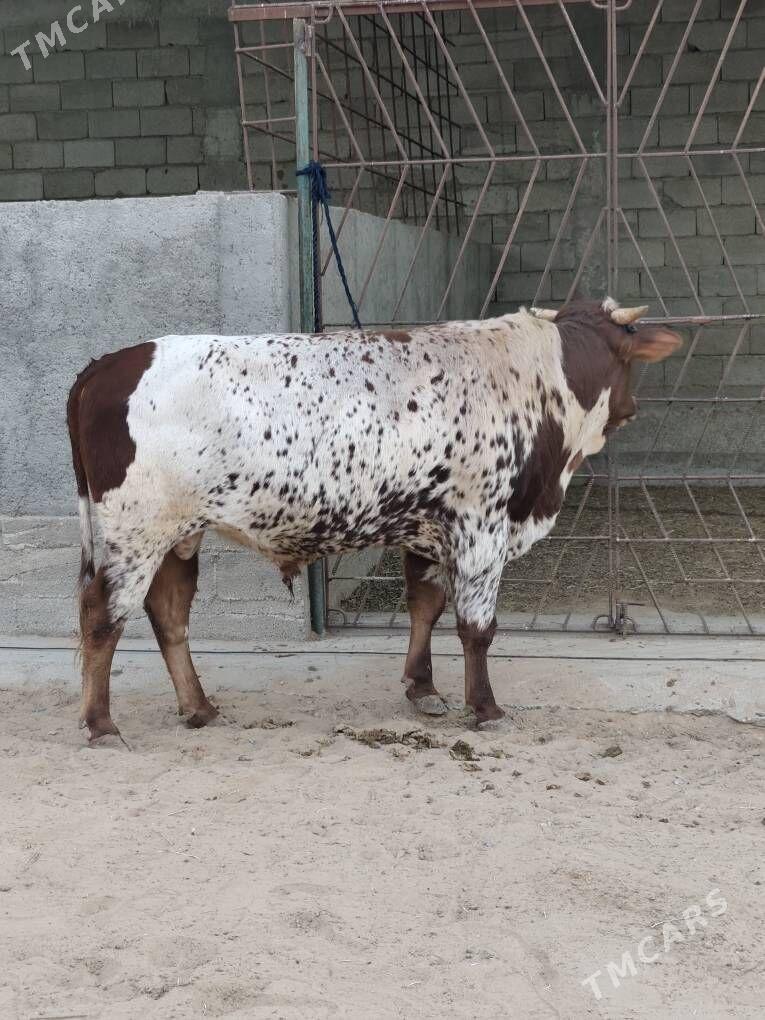 OKZ BAKYLAN - Änew - img 5