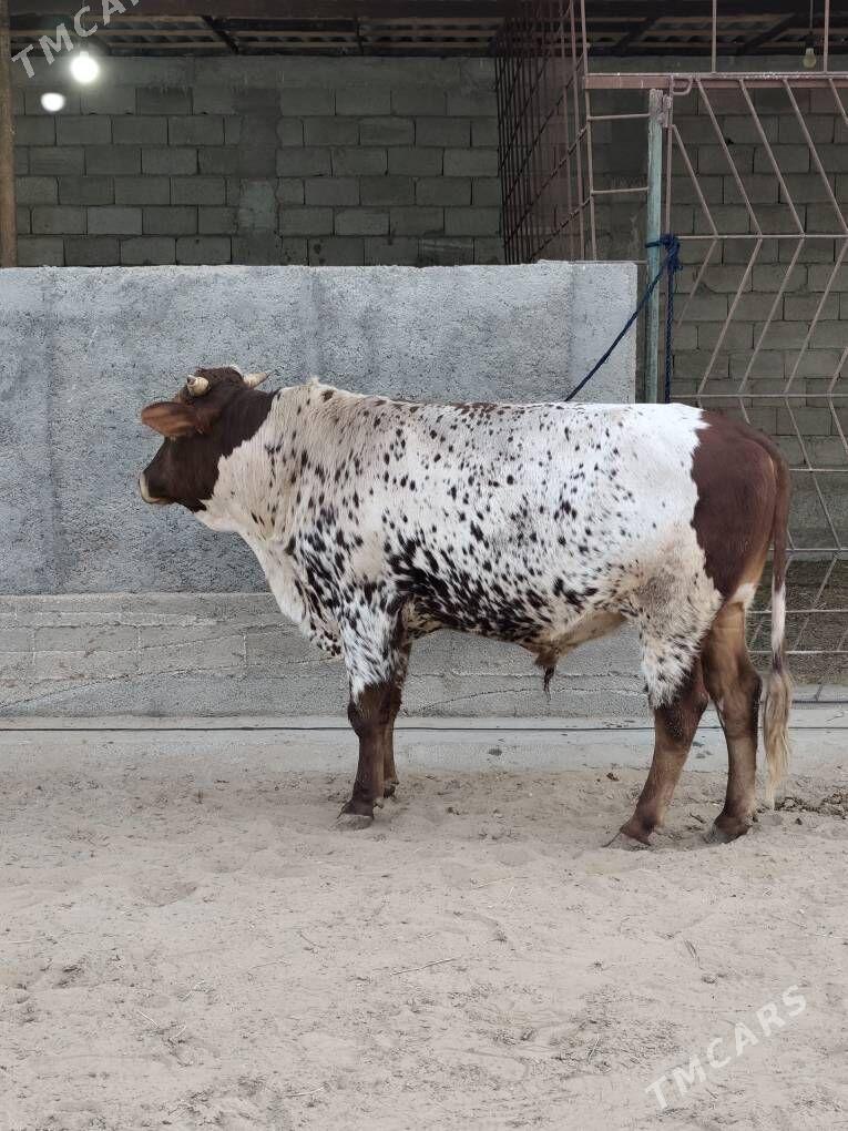 OKZ BAKYLAN - Änew - img 10