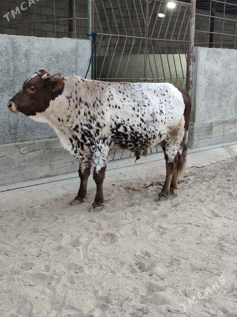 OKZ BAKYLAN - Änew - img 1