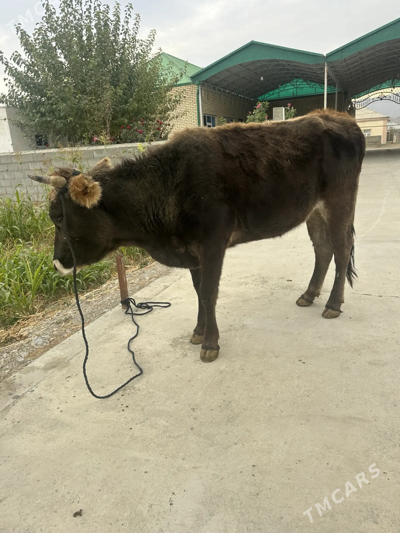 Tuwe - Bäherden - img 3