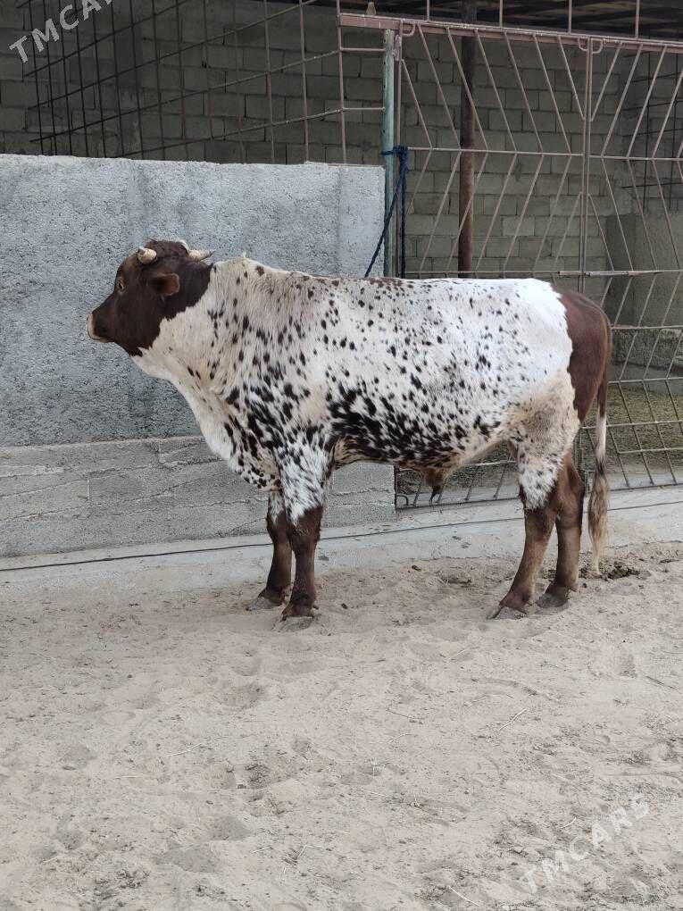 OKZ BAKYLAN - Änew - img 7