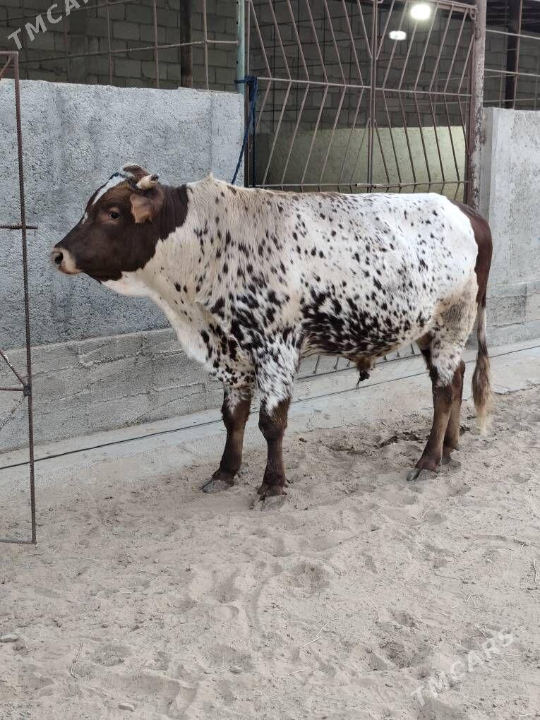 OKZ BAKYLAN - Änew - img 2