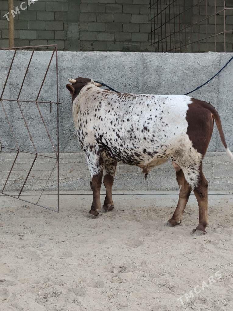 OKZ BAKYLAN - Änew - img 6