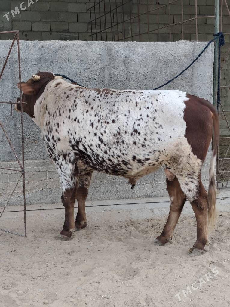 OKZ BAKYLAN - Änew - img 4