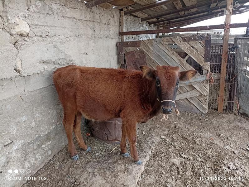 gacar - Гумдаг - img 1