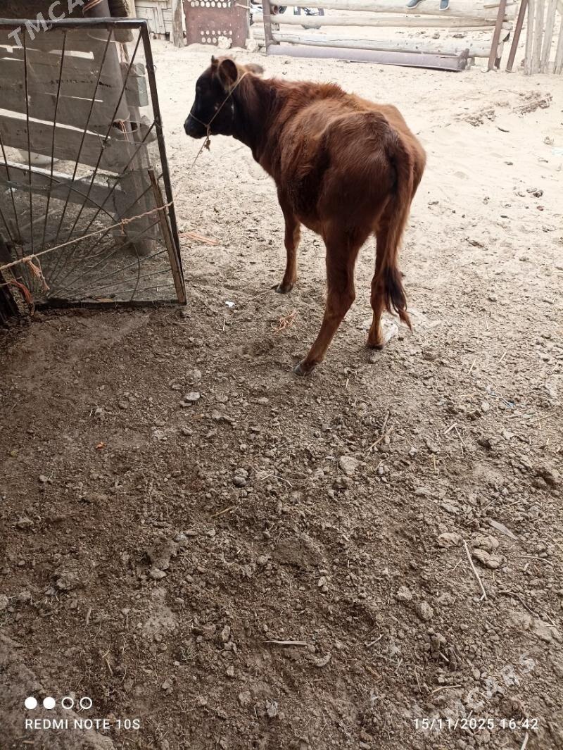 gacar - Гумдаг - img 2