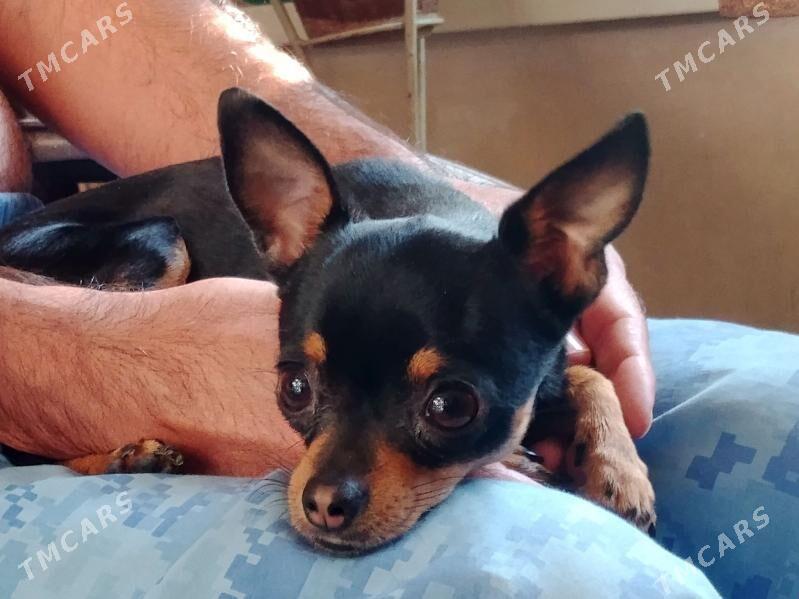 той терьер - Aşgabat - img 1