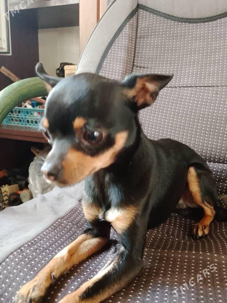 той терьер - Aşgabat - img 2