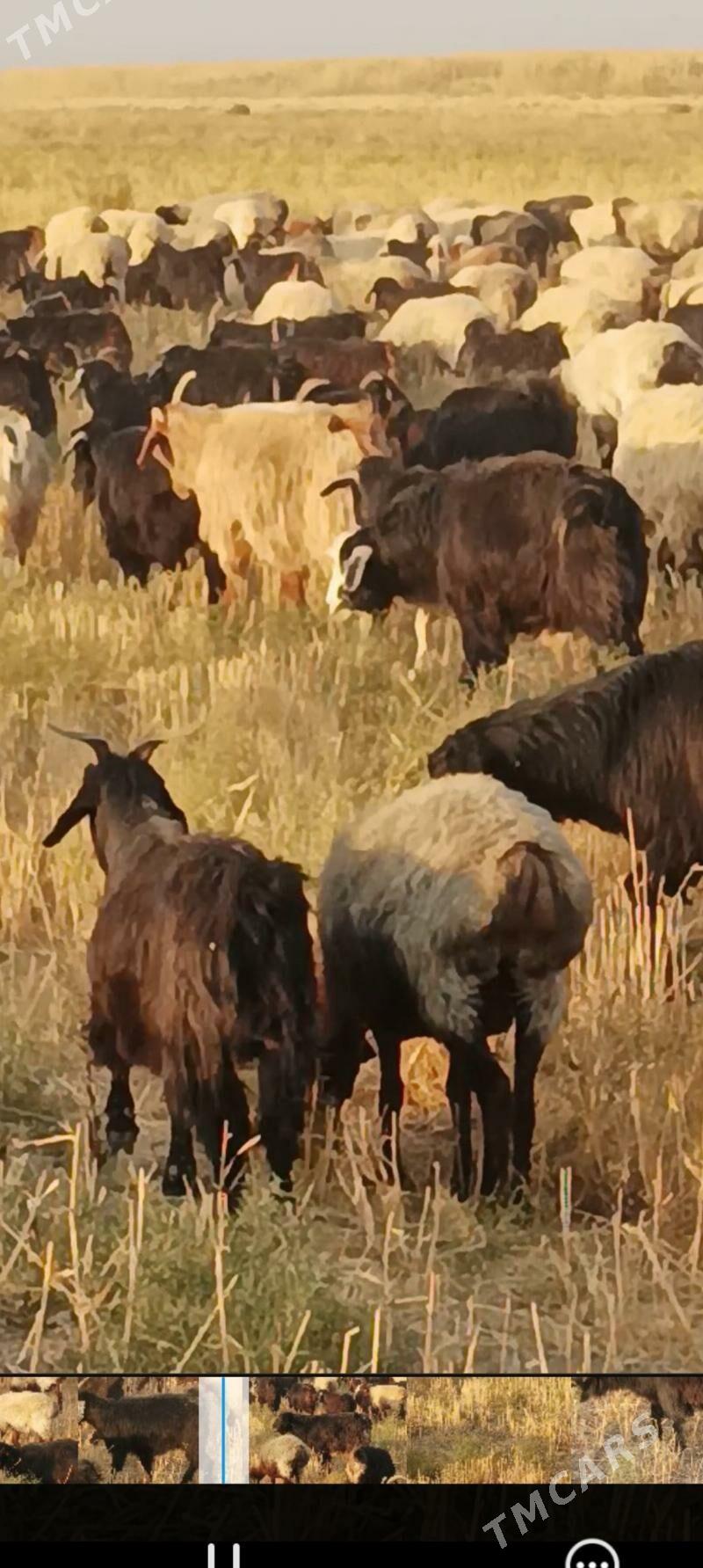 erkec geci - Kaka - img 3